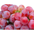 Size Chinese red globe grapes Fresh Style fresh grapes for sale